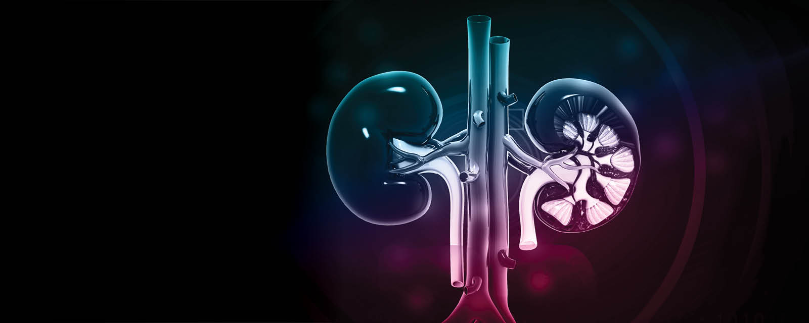 Kidney and Beyond Ad 1600x640